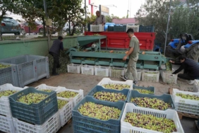 Kazdağları’nda tescilli yeşil çizik zeytin için elek mesaisi başladı