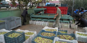 Kazdağları’nda tescilli yeşil çizik zeytin için elek mesaisi başladı