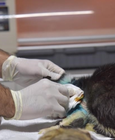 Distal oblik kırığı tespit edilen kedi 2 saatlik operasyon ile sağlığına kavuştu