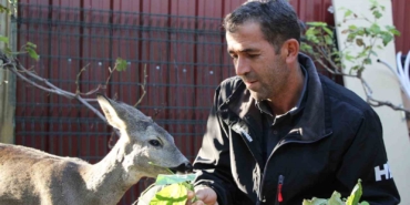 Çanakkale’de yangından kaçan karaca köyün maskotu oldu
