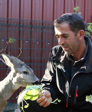 Çanakkale’de yangından kaçan karaca köyün maskotu oldu
