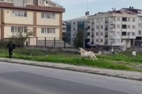 Esenyurt’ta bir keçi öğrencileri böyle kovaladı