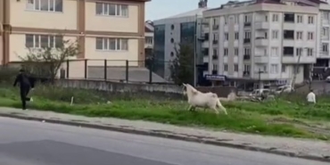 Esenyurt’ta bir keçi öğrencileri böyle kovaladı