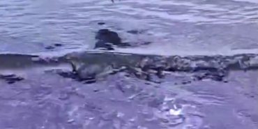 Ayağına dolanan sahte oltayla yaralanan martı tedavisinin ardından doğal ortamında