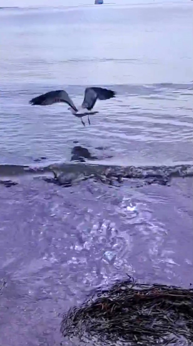 Ayağına dolanan sahte oltayla yaralanan martı tedavisinin ardından doğal ortamında