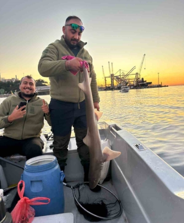 Gemlik Körfezi’nde balıkçıların oltasına köpek balığı takıldı