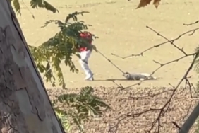 Köpek toplama görüntüleri tepki çekti