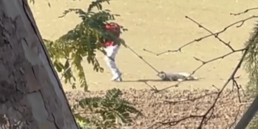 Köpek toplama görüntüleri tepki çekti