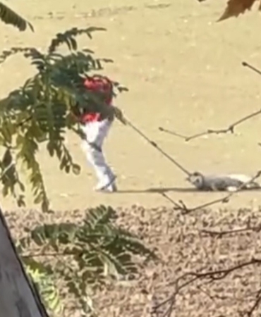 Köpek toplama görüntüleri tepki çekti