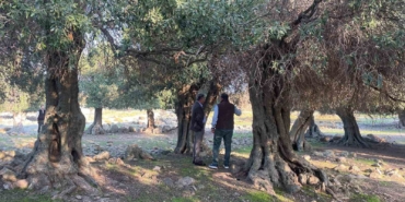 Yüzlerce yıldır İspanya ve İtalya’dan sonra sadece Gökçeada’da yetişiyor