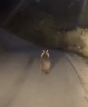 Köy yolunda ayı ile araç yarıştı