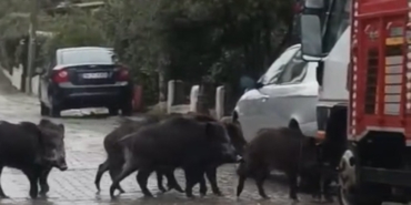 Ayvalık’ta yağmurlu havada aç kalan domuzlar şehir merkezine indi