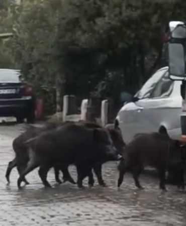 Ayvalık’ta yağmurlu havada aç kalan domuzlar şehir merkezine indi