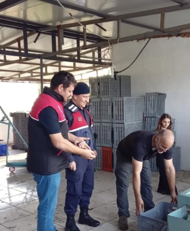 Zeytin hırsızlıklarının karşı denetim