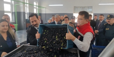 Şarköy’de zeytin hasadı yapıldı