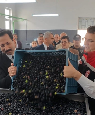 Şarköy’de zeytin hasadı yapıldı