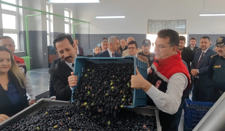 Şarköy’de zeytin hasadı yapıldı