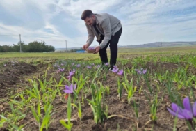 Bu baharatın kilosu 600 bin TL: Topraktan servet fışkırıyor