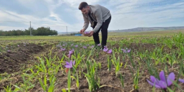 Bu baharatın kilosu 600 bin TL: Topraktan servet fışkırıyor