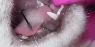 Balık artıklarını yemek isteyen kedinin ağzı ve ayağına olta kancası battı