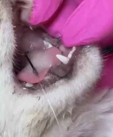 Balık artıklarını yemek isteyen kedinin ağzı ve ayağına olta kancası battı