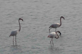 Hersek Lagünü’nde flamingo popülasyonu artıyor