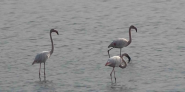 Hersek Lagünü’nde flamingo popülasyonu artıyor