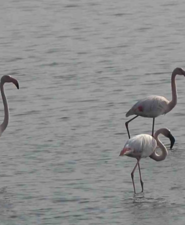 Hersek Lagünü’nde flamingo popülasyonu artıyor