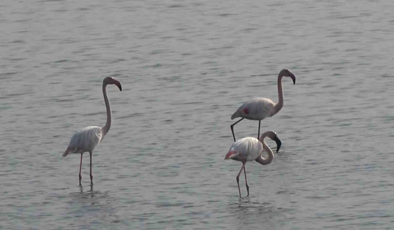 Hersek Lagünü’nde flamingo popülasyonu artıyor