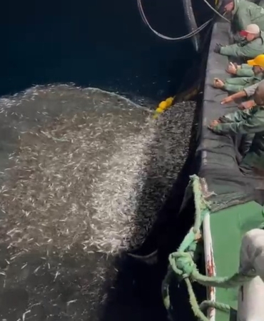 Çanakkale’de balıkçılardan örnek avcılık, yavru balıkları denize geri saldı