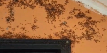 Gönen’de kara sinek istilası;