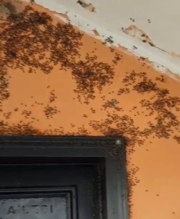 Gönen’de kara sinek istilası;