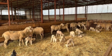 Genç girişimciye yüzde 100 hibe desteğiyle hayvancılık projesi