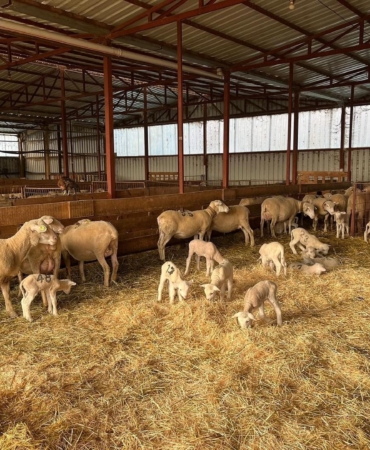 Genç girişimciye yüzde 100 hibe desteğiyle hayvancılık projesi