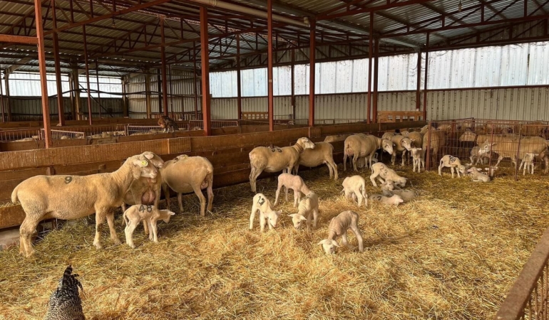 Genç girişimciye yüzde 100 hibe desteğiyle hayvancılık projesi