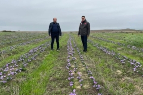 Tekirdağ’da safran üretimi yaygınlaşıyor