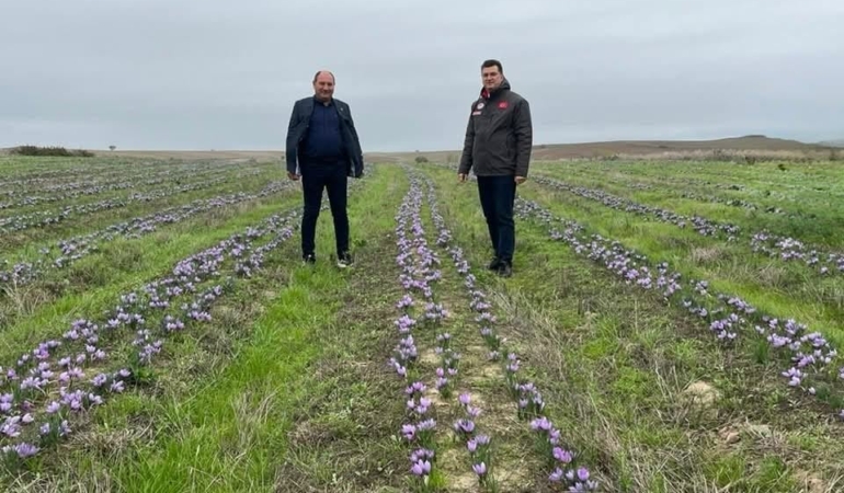 Tekirdağ’da safran üretimi yaygınlaşıyor