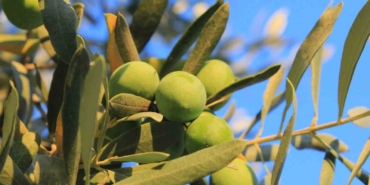 Zeytin alırken nelere dikkat etmeli; Oleolog Kıvrak açıkladı