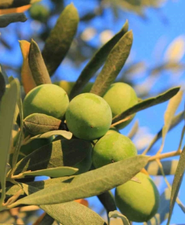 Zeytin alırken nelere dikkat etmeli; Oleolog Kıvrak açıkladı