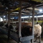 Şile’de şap alarmı: 3 köy karantinada, 18 mahalle gözetim altında