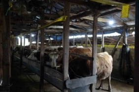 Şile’de şap alarmı: 3 köy karantinada, 18 mahalle gözetim altında