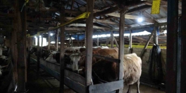 Şile’de şap alarmı: 3 köy karantinada, 18 mahalle gözetim altında