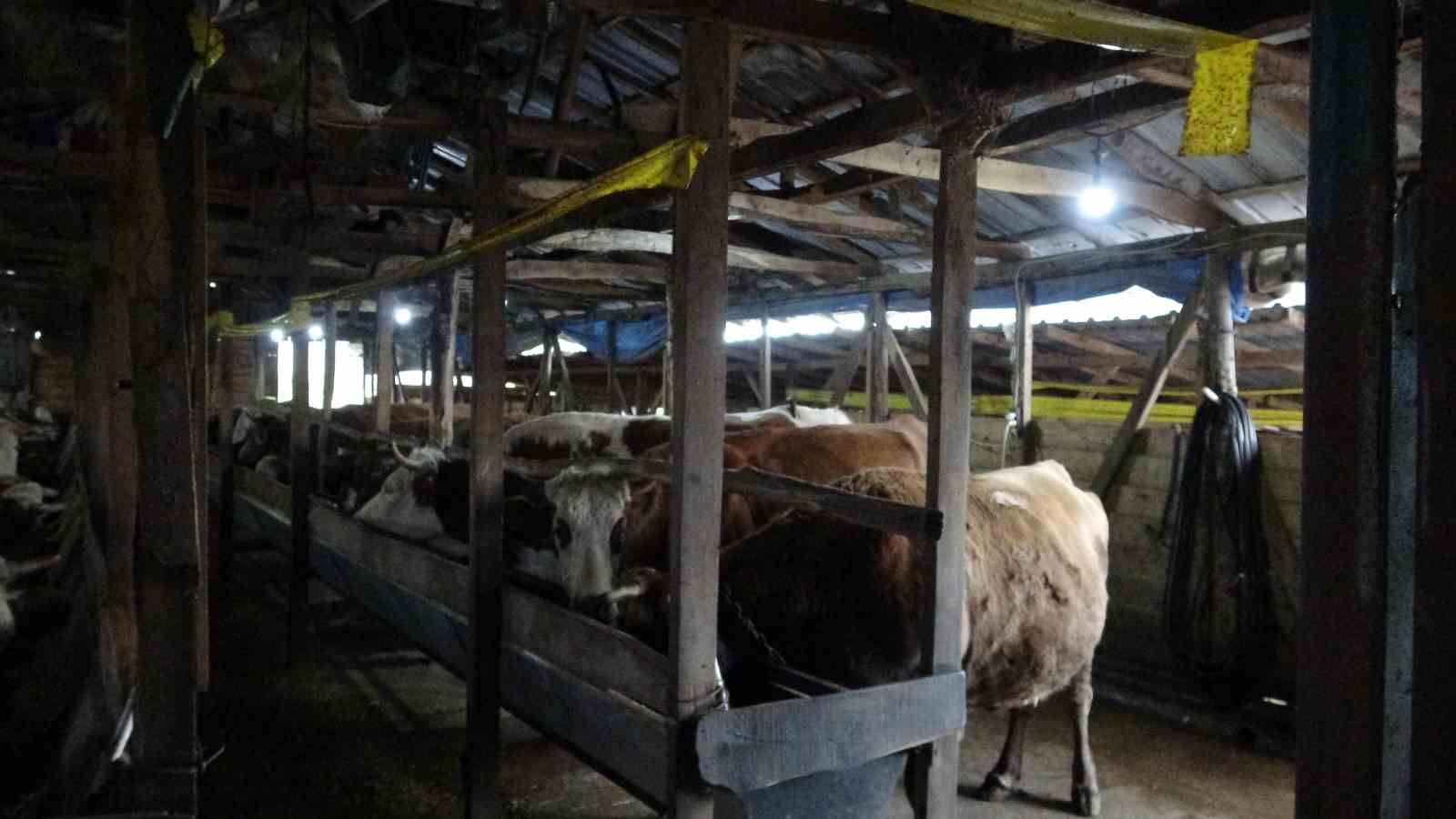 Şile’de şap alarmı: 3 köy karantinada, 18 mahalle gözetim altında