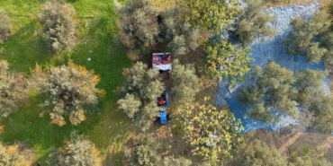 Zeytin hasadı başladı, Marmarabirlik’ten 70 bin tonluk alım ve 50 milyon dolarlık ihracat hedefi
