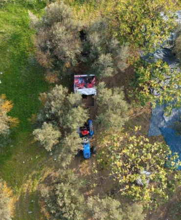 Zeytin hasadı başladı, Marmarabirlik’ten 70 bin tonluk alım ve 50 milyon dolarlık ihracat hedefi