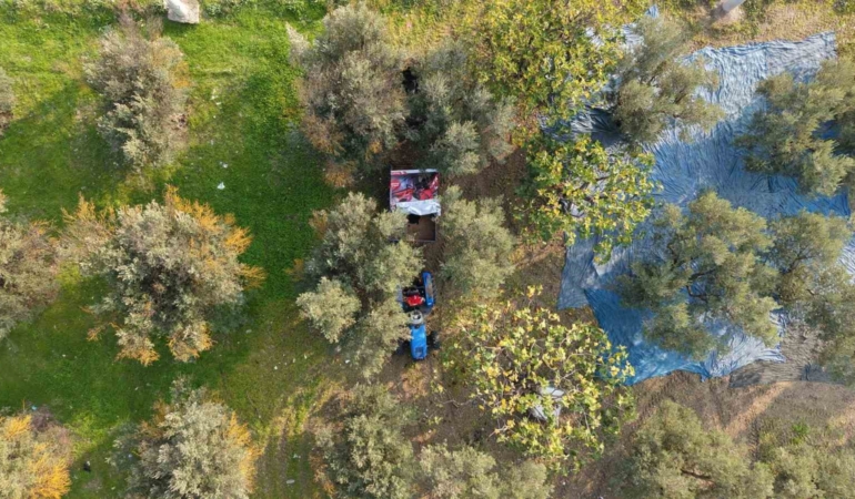 Zeytin hasadı başladı, Marmarabirlik’ten 70 bin tonluk alım ve 50 milyon dolarlık ihracat hedefi