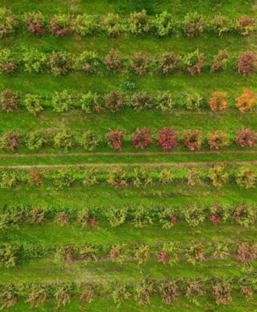 Sonbaharın renk cümbüşü Uludağ eteklerinde