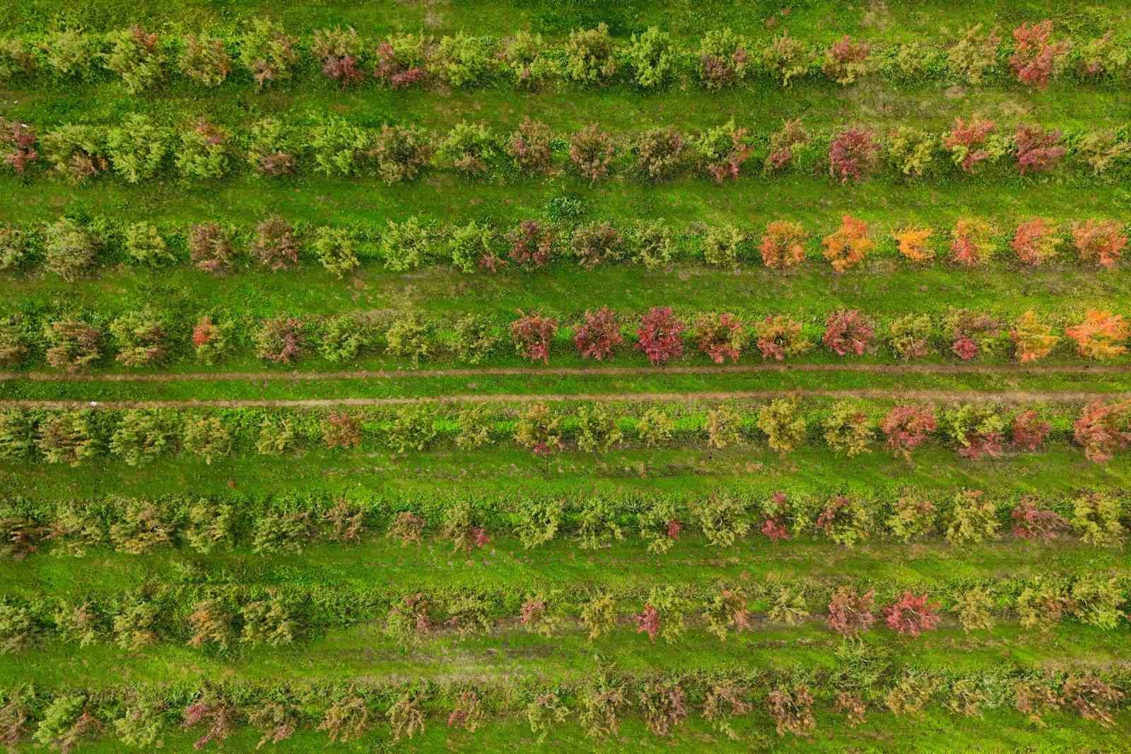 Sonbaharın renk cümbüşü Uludağ eteklerinde