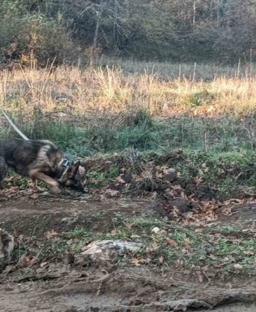 Mantar toplamak için gittiği ormanlık alanda kaybolan adamı 96 kişilik ekip arıyor