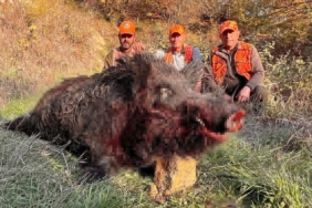 Tekirdağ’da avcılar bile şaşırdı: 300 kiloluk yaban domuzu avlandı